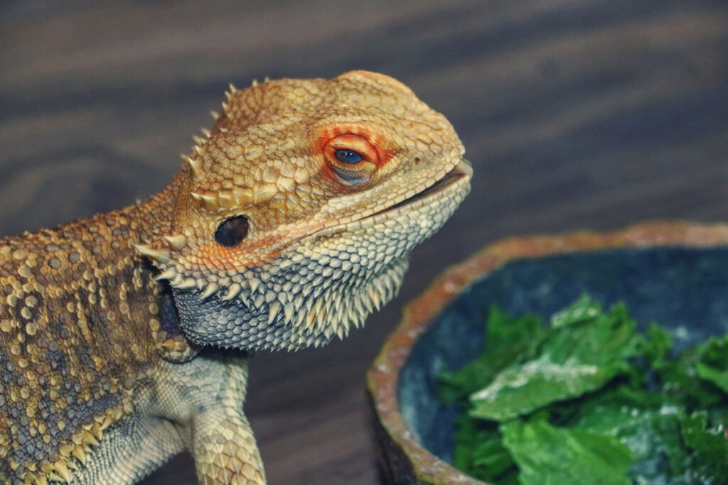bearded dragon diet guide