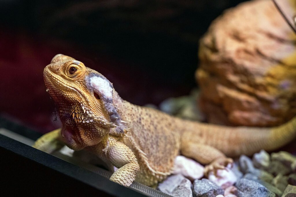 bearded dragon terrarium setup