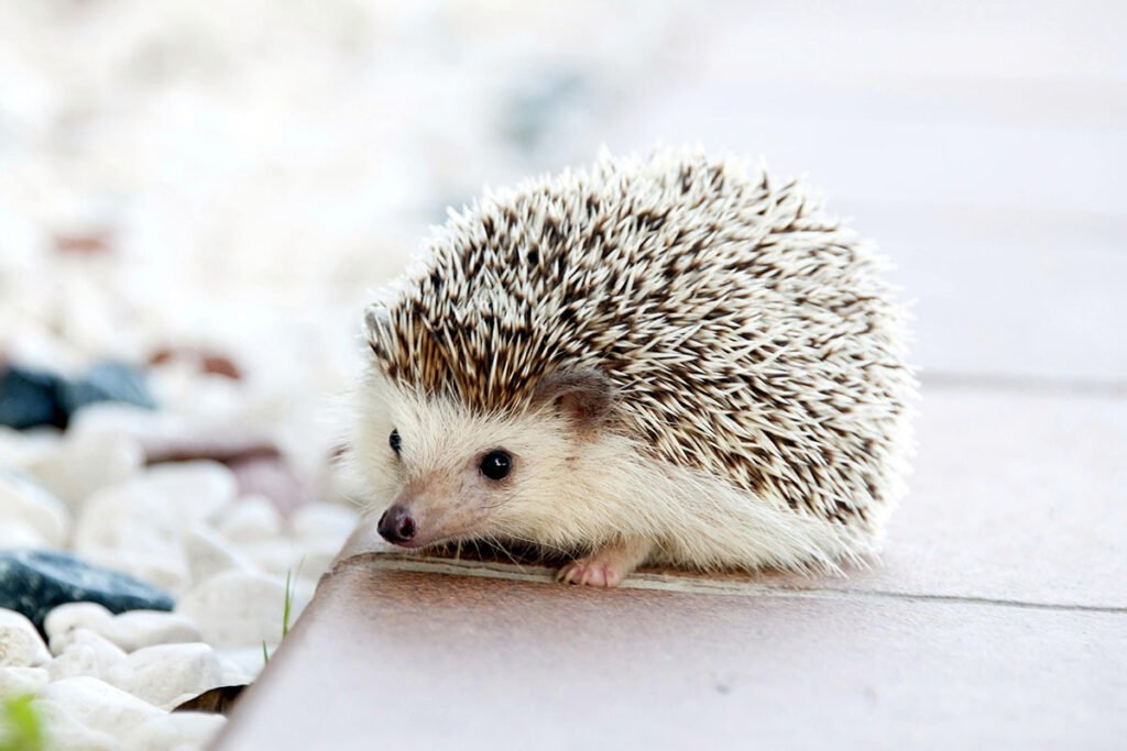 hedgehog as pet