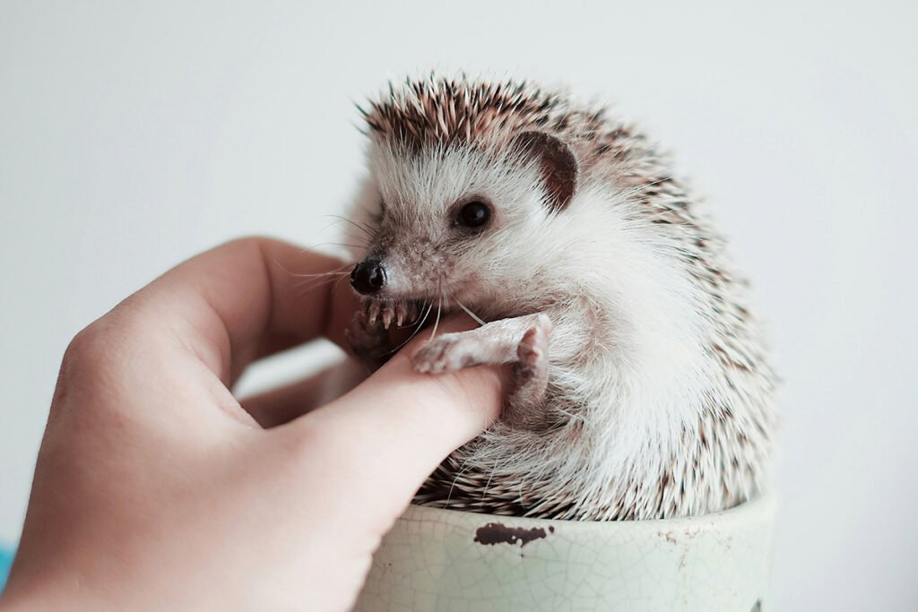 are hedgehogs legal in California