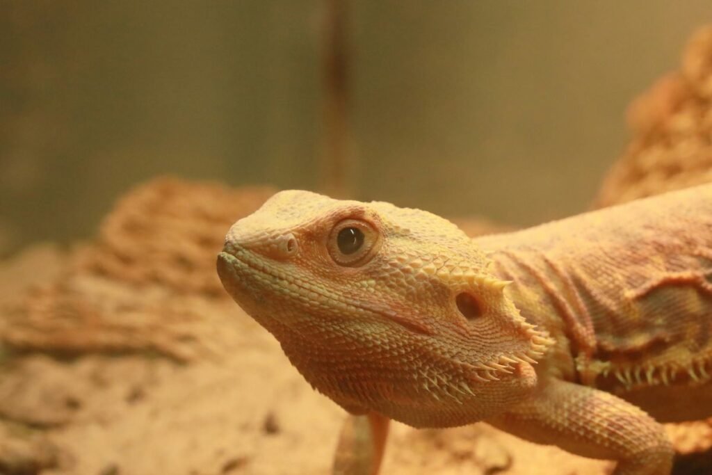 bearded dragon glass surfing